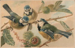 Trio of Blue Tit Birds Perched on Chestnut Branches Postcard