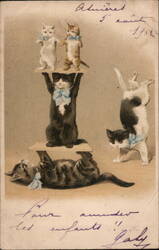 Acrobatic Cats with Blue Ribbons Postcard Postcard Postcard