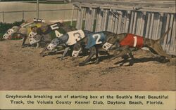 Greyhounds Racing, Volusia County Kennel Club, Daytona Beach, FL Florida Postcard Postcard Postcard