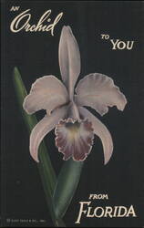 An Orchid to You from Florida Linen Postcard Postcard