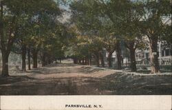 Parksville NY Tree Lined Street Postcard