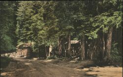 Big Sur Lodge Cabins Pfeiffer Redwoods State Park California Postcard Postcard Postcard