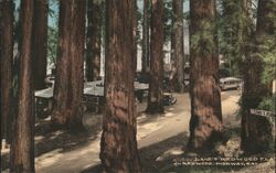 Lane's Redwood Flat, Redwood Highway, CA Postcard