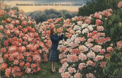 Rhododendrons, Golden Gate Park, San Francisco Postcard