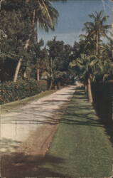 A Lane in Fairylands, Bermuda Postcard