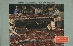 Ozark Strawberries, Southern Missouri Postcard