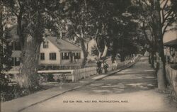 Old Elm Trees, West End, Provincetown, MA Postcard