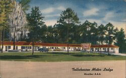 Tallahassee Motor Lodge, Tallahassee, FL Postcard