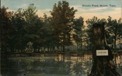 Bloody Pond, Shiloh, Tennessee: Civil War Battlefield Scene Postcard Postcard Postcard