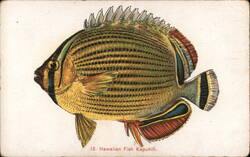 Hawaiian Kapuhili Fish Postcard Postcard Postcard