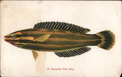 Hawaiian Hilu Fish Postcard Postcard Postcard