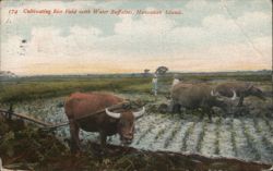 Cultivating Rice Field with Water Buffalo, Hawaiian Islands Postcard