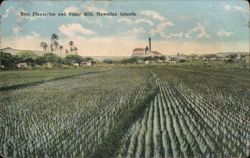 Rice Plantation and Sugar Mill, Hawaiian Islands Farming Postcard Postcard Postcard