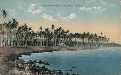 Coconut Grove, Kalapana, Hawaii Postcard