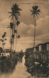 Hilo River Scene with Palm Trees and Houses, Hawaii Postcard Postcard Postcard