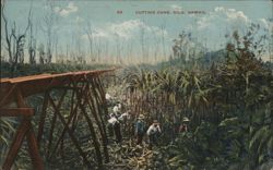 Cutting Sugar Cane, Hilo, Hawaii Postcard