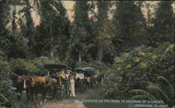 Tourists in Horse-Drawn Carriages on Road to Kilauea Volcano Postcard