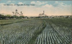 Rice Plantation and Sugar Mill, Hawaiian Islands Farming Postcard Postcard Postcard