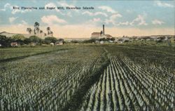 Rice Plantation and Sugar Mill, Hawaiian Islands Farming Postcard Postcard Postcard