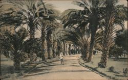 Kapiolani Park Palm Tree Lined Path, Honolulu Hawaii Postcard Postcard Postcard