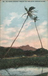 Kissing Coconut Trees by Taro Patch, Hawaiian Islands Postcard