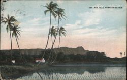 Hawaiian Rice Paddy at Sunset with Palm Trees Farming Postcard Postcard Postcard