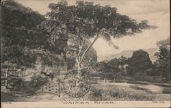 Waimea River, Kauai, Hawaii Postcard