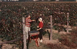 Harvesting Concord Grapes, Howard C. Green Farm, Route 20 Postcard