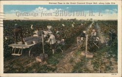 Harvest Time in the Great Concord Grape Belt, Lake Erie Brocton, NY Postcard Postcard Postcard