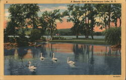 Swans on Chautauqua Lake, New York Postcard Postcard Postcard