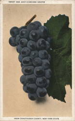 Sweet and Juicy Concord Grapes from Chautauqua County, NY New York Postcard Postcard Postcard