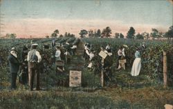 Grape Harvest at Dr. E.G. Welch's Vineyard, Westfield, NY New York Postcard Postcard Postcard