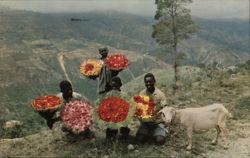 Haitian Boys with Colorful Flower Baskets and a Goat Flowers Postcard Postcard Postcard