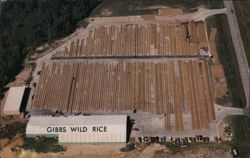 Gibbs Wild Rice Curing Process, Deer River, MN Postcard