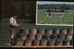 Wiederkehr Wine Cellar Grape Harvest, Altus AR Postcard