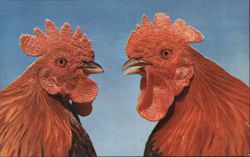 Rhode Island Red Rooster Pair, Official State Bird Postcard