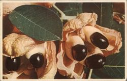 Ackee Pods, Native Fruit of Jamaica Postcard Postcard Postcard