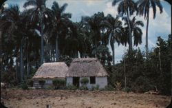 Bohios in Cuban Country, Palm Trees and Thatched Huts Postcard Postcard Postcard