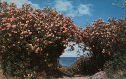 Oleander Hedge Path to Secluded Beach, Bermuda Flowers Postcard Postcard Postcard