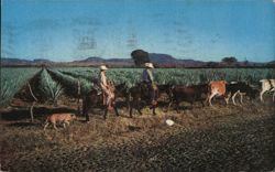 Mexican Agave Field with Horsemen and Cattle Jalisco, Mexico Postcard Postcard Postcard