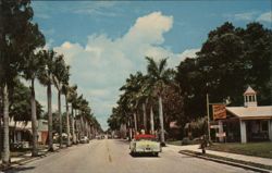 Stately Royal Palms Line 14th Street, Bradenton, FL Florida Postcard Postcard Postcard