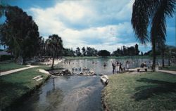 Warm Mineral Springs, Florida Venice, FL Postcard Postcard Postcard