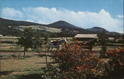 Parker Ranch Horses, Kohala Mountain Trails, Hawaii Honolulu, HI Postcard Postcard Postcard