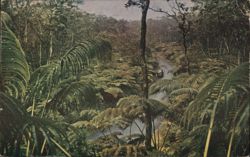 Fern Forest, Hilo, Hawaii Postcard Postcard Postcard