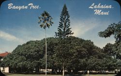 Lahaina Banyan Tree, Maui, Hawaii Postcard Postcard Postcard