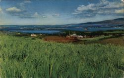 Pearl Harbor from Sugarcane Field, Hawaii Postcard