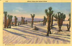 Joshua Trees and Desert Sands Cactus & Desert Plants Postcard Postcard