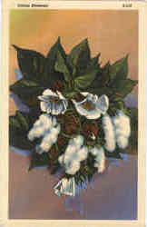 Cotton Blossoms Flowers Postcard Postcard