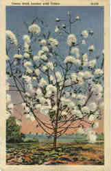 Cotton Stalk Loaded With Cotton Flowers Postcard Postcard