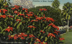 Poinsettias in Bloom Flowers Postcard Postcard